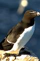 razorbill