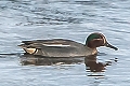 Anas crecca, Common Teal