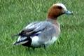 Anas penelope, Wigeon