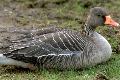 Anser anser, Greylag Goose