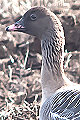 Anser brachyrhynchus, Pink-footed Goose