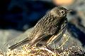 Anthus pratensis, Meadow Pipit