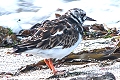 Arenaria interpres, Turnstone