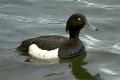 Aythya fuligula, Tufted Duck