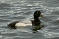 Aythya marila, Scaup