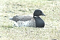 Branta bernicla, Brent Goose