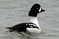 Bucephala islandica, Barrow's Goldeneye