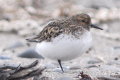 Calidris alba, Sanderling