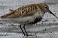 Calidris alpina, Dunlin