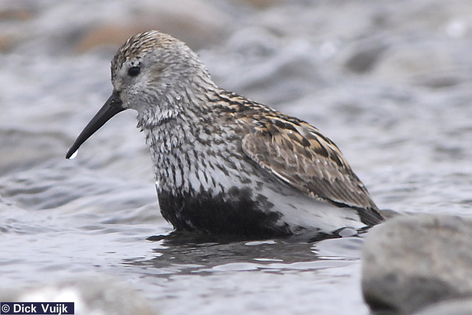 A dunlin - Click for Full Size Image