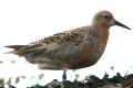 Calidris canutus, Knot