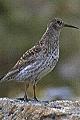 Calidris maritima, Purple Sandpiper