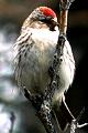 Carduelis flammea, Redpoll