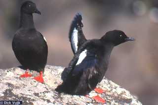 Photo of two black guillemots - Click for Full Size Image