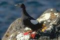 Cepphus grylle, Little Auk