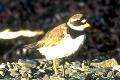 Charadrius hiaticula, Ringed Plover