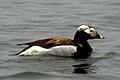 Clangula hyemalis, Long-tailed Duck