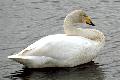 Cygnus cygnus, Whooper Swan