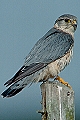 Falco columbarius, Merlin