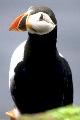 Fratercula arctica, Puffin