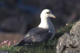 a fulmar on a rock ledge - Click for Full Size Image