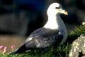 Fulmar