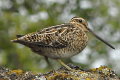 Gallinago gallinago, Snipe