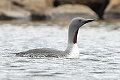 Gavia stellata, Red-throated Diver