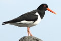 Haematopus ostralegus, Oyster Catcher