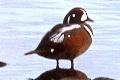 Histrionicus histrionicus, Harlequin Duck