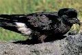 Storm Petrel