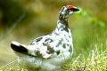 Lagopus mutus, Ptarmigan