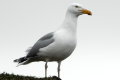 Herring Gull