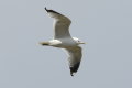 Common Gull