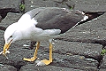 Lesser Black-backed Gull