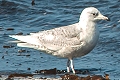 Icelandic Gull