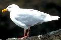 Glaucus Gull