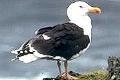 Great Black-backed Gull