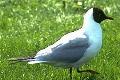 Black-headed Gull