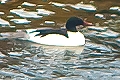 Mergus merganser, Goosander