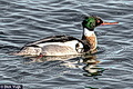 Mergus serrator, Red-breasted Merganser