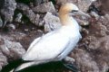 Gannet