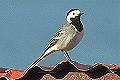 Motacilla alba, White Wagtail