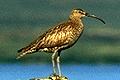 Numenius phaeopus, Whimbrel