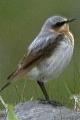 Oenanthe oenanthe, Wheatear