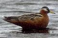 Phalaropus fulicarius, Grey Phalarope