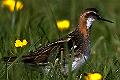 Phalaropus lobatus, Red-necked Phalarope