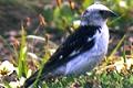 Plectrophenax nivalis, Snow Bunting