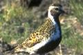 Pluvialis apricaria, Golden Plover