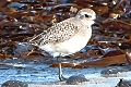 Pluvialis squatarola, Grey Plover